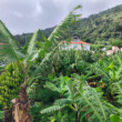 banane-ribeiras-azoraroma
