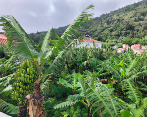 banane-ribeiras-azoraroma