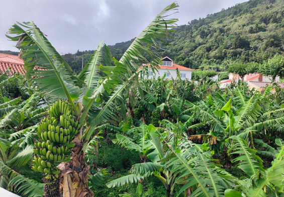 banane-ribeiras-azoraroma