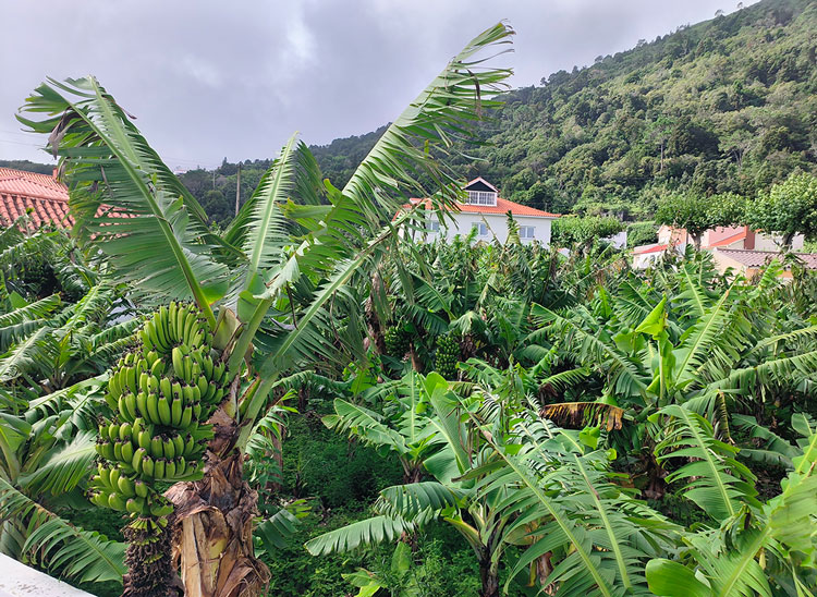 banane-ribeiras-azoraroma