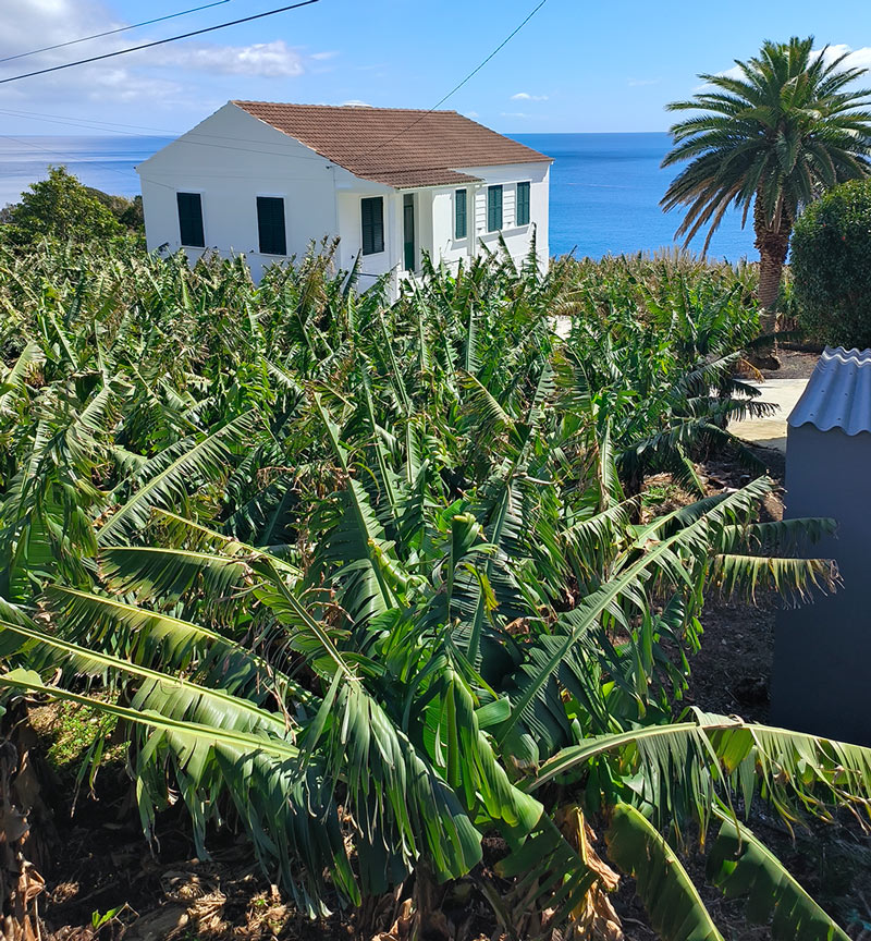 banana-azores
